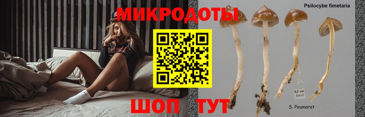 Галлюциногенные грибы Psilocybine cubensis  Вход с VPN  Озёры 